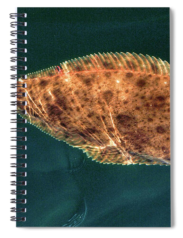 Fishing Spiral Notebook featuring the photograph Pacific Halibut by David Shuler