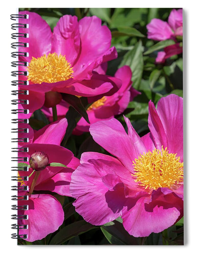 Flower Spiral Notebook featuring the photograph Paeonia Roland by Dawn Cavalieri