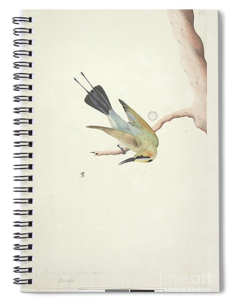 Animal Spiral Notebook featuring the painting Page 73. Merops. Above Title In Different Hand November. Natural Size Rainbow Bird Merops Ornatus, 1791-92 by Unknown Artist