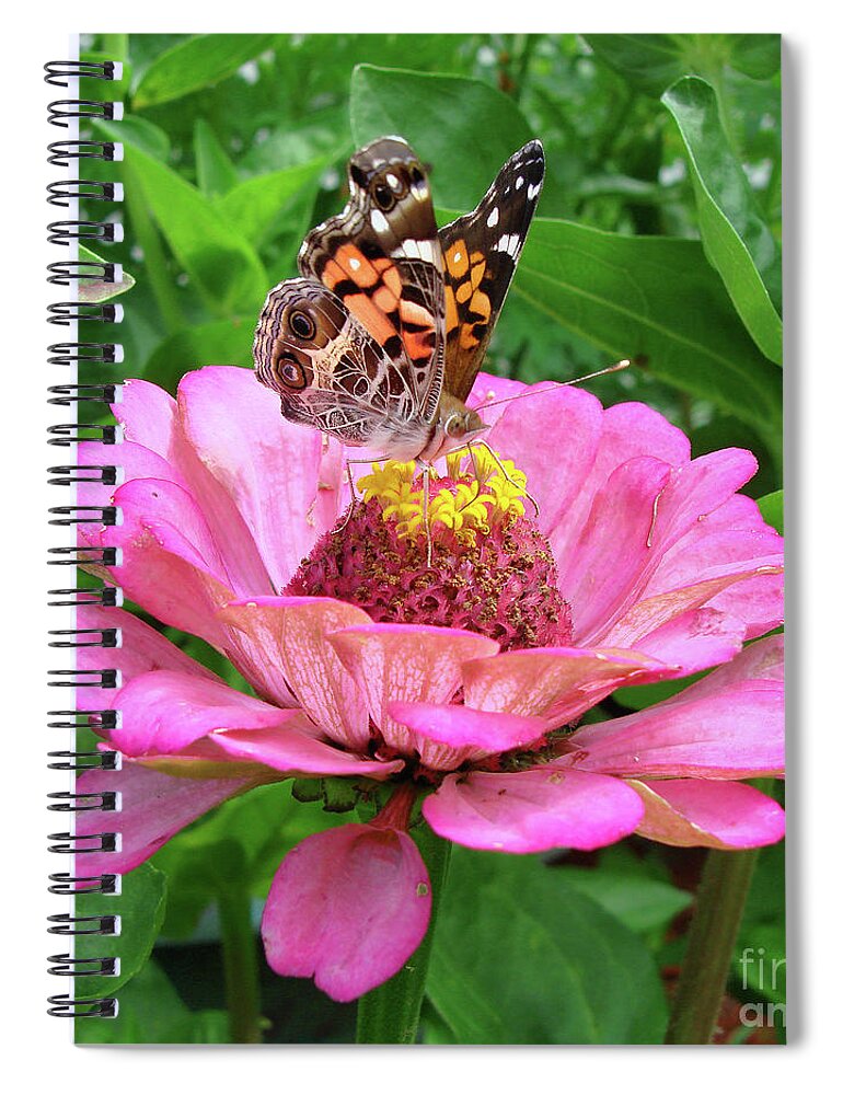 Painted Lady Spiral Notebook featuring the photograph Painted Lady and Zinnia 10 by Amy E Fraser