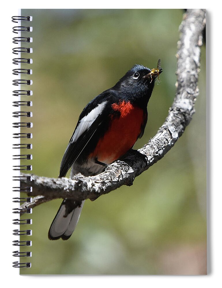 Bird Spiral Notebook featuring the photograph Painted Restart with a Catch by Ben Foster