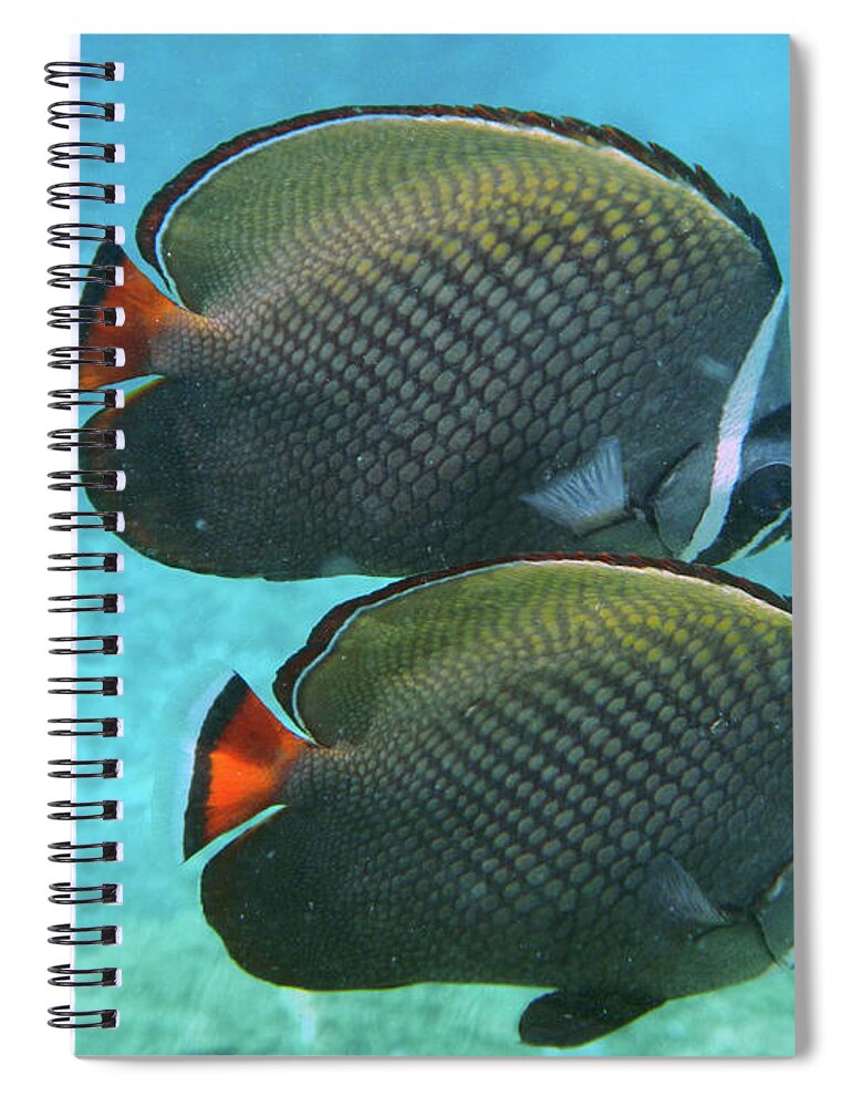 Underwater Spiral Notebook featuring the photograph Pair Of Fish by Federica Grassi