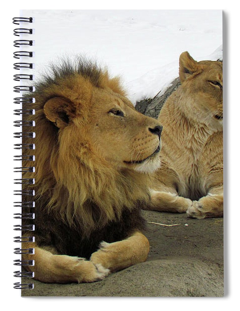 Animal Themes Spiral Notebook featuring the photograph Pair Of Lions by Images By Nancy Chow