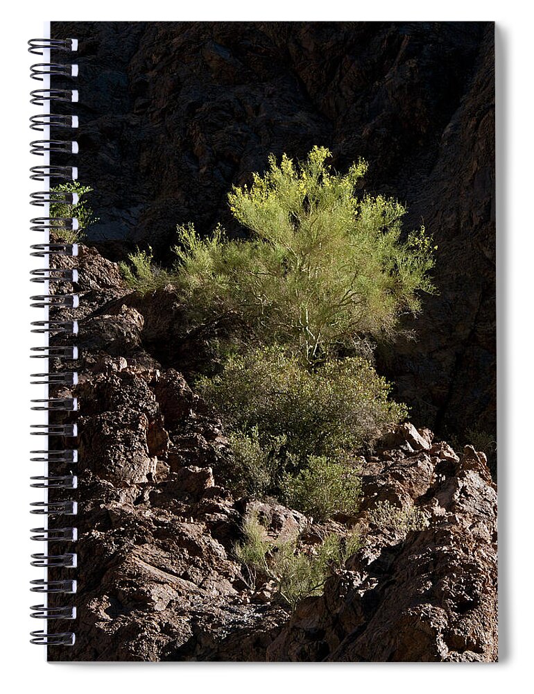 Tom Daniel Spiral Notebook featuring the photograph Palo Verde Spotlight-SQ by Tom Daniel