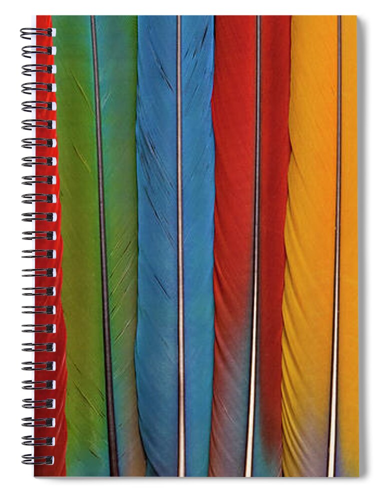 Macaw Spiral Notebook featuring the photograph Pan Of 13 Macaw Tail Feathers by Darrell Gulin
