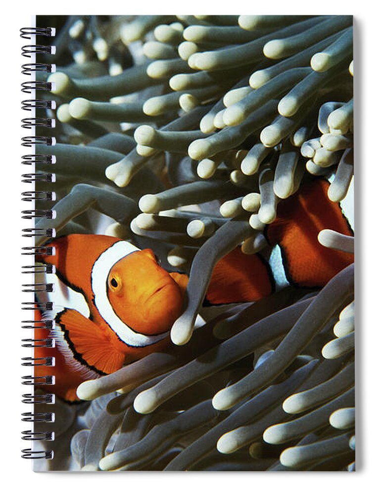 Underwater Spiral Notebook featuring the photograph Papua New Guinea, Two False Clown by Darryl Leniuk