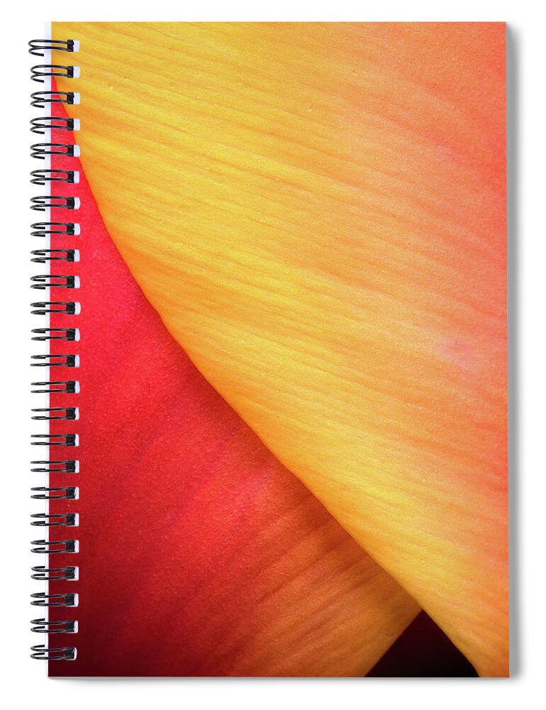 Tulip Spiral Notebook featuring the photograph Pastel Curve by Michael Hubley