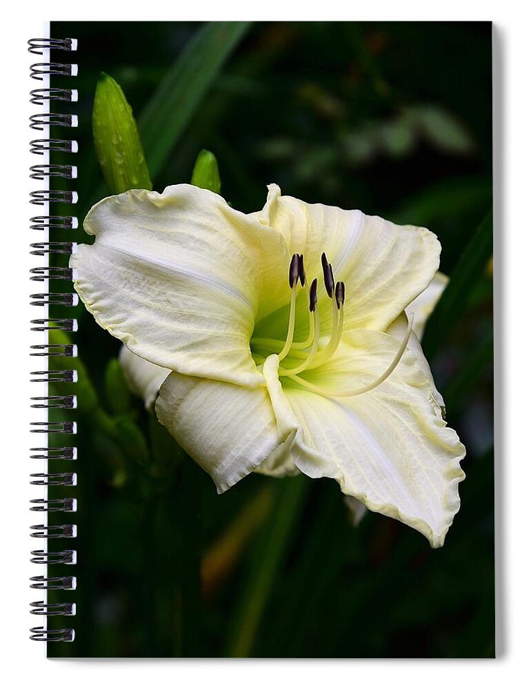 Delicate Spiral Notebook featuring the photograph Pastel Yellow Daylily by Lynn Hunt