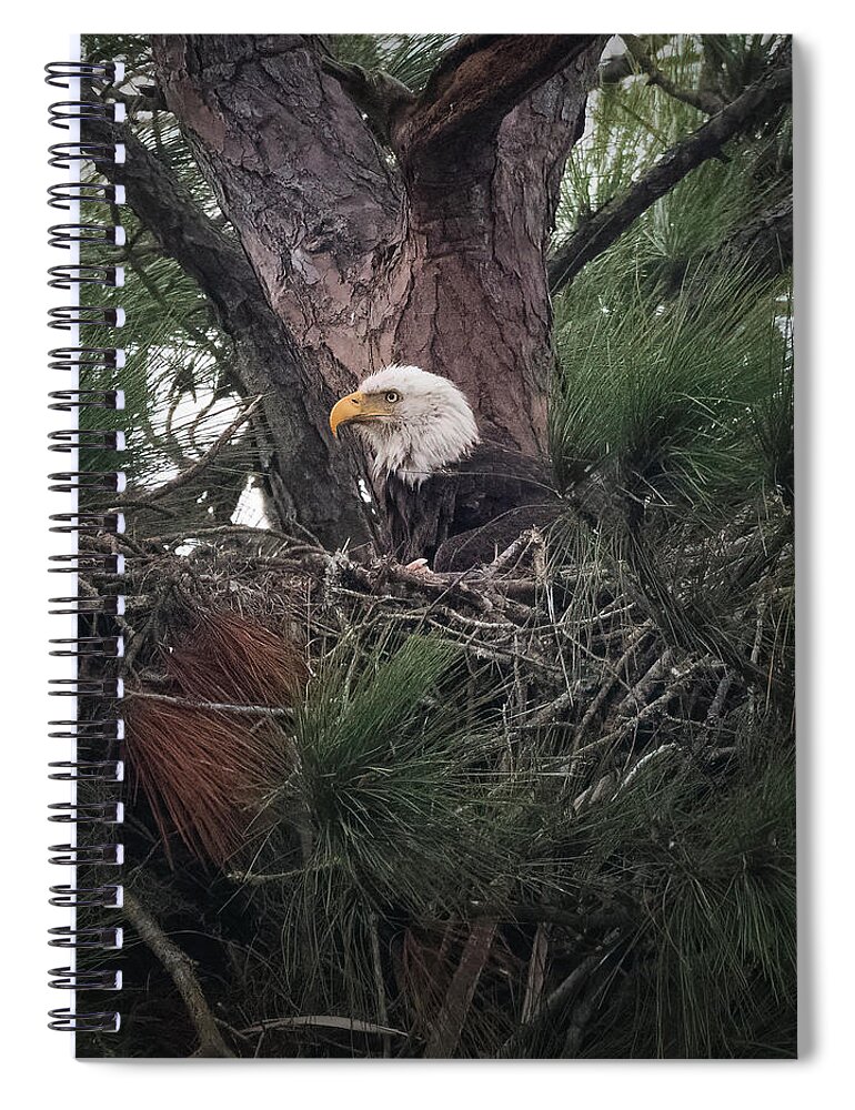 Nesting Spiral Notebook featuring the photograph Patiently Waiting by JASawyer Imaging