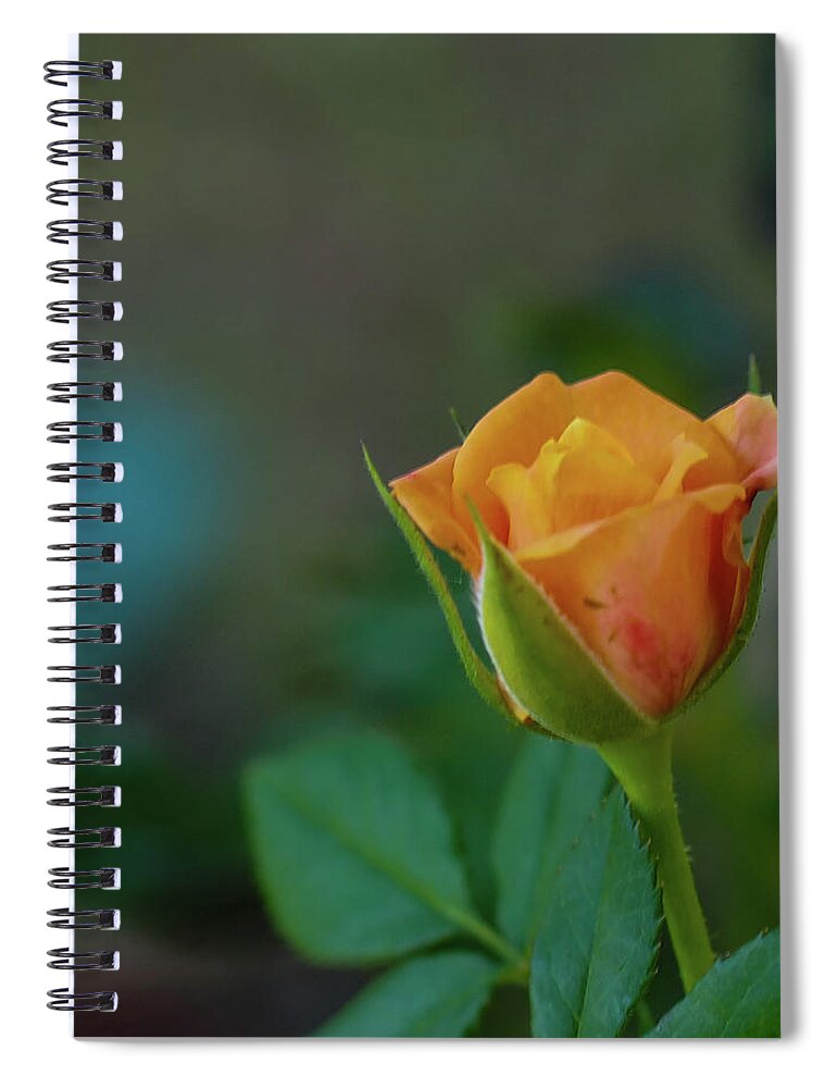 Rose Spiral Notebook featuring the photograph Peach Rose 2 by C Winslow Shafer