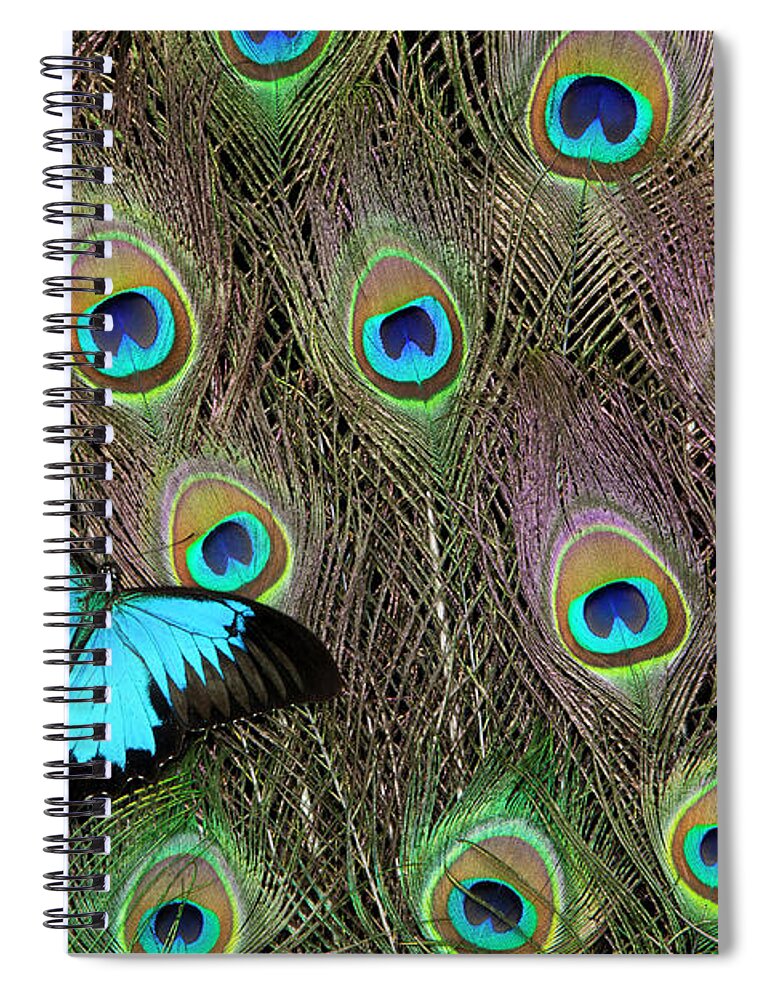 Black Color Spiral Notebook featuring the photograph Peacock Feathers & Blue Butterfly by Darrell Gulin
