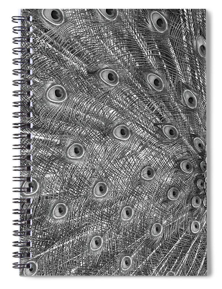 Tail Spiral Notebook featuring the photograph Peacock Three by Ann Bridges