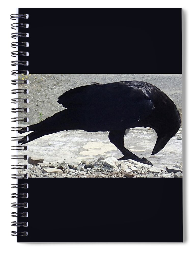 Raven. Black Spiral Notebook featuring the photograph Peck by Fred Bailey