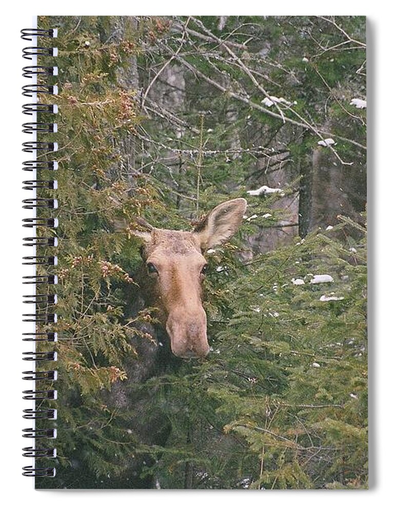 Moose Spiral Notebook featuring the photograph Peek-a-boo by David Porteus