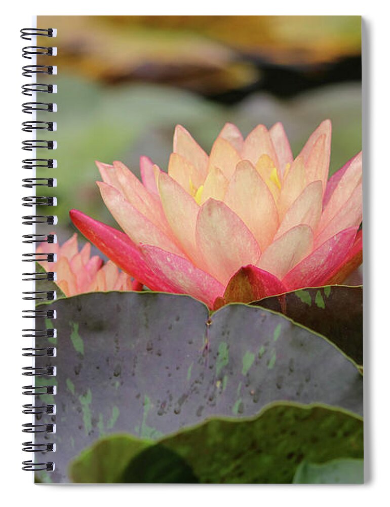 Lily Pad Spiral Notebook featuring the photograph Peek A Boo Pads by Mary Anne Delgado