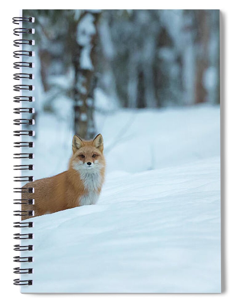 Sam Amato Photography Spiral Notebook featuring the photograph Peek A Boo Red Fox by Sam Amato