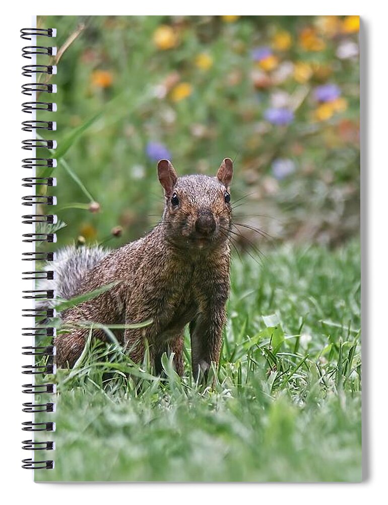 Fox Squirrel Spiral Notebook featuring the photograph Peeking Squirrel by Don Northup