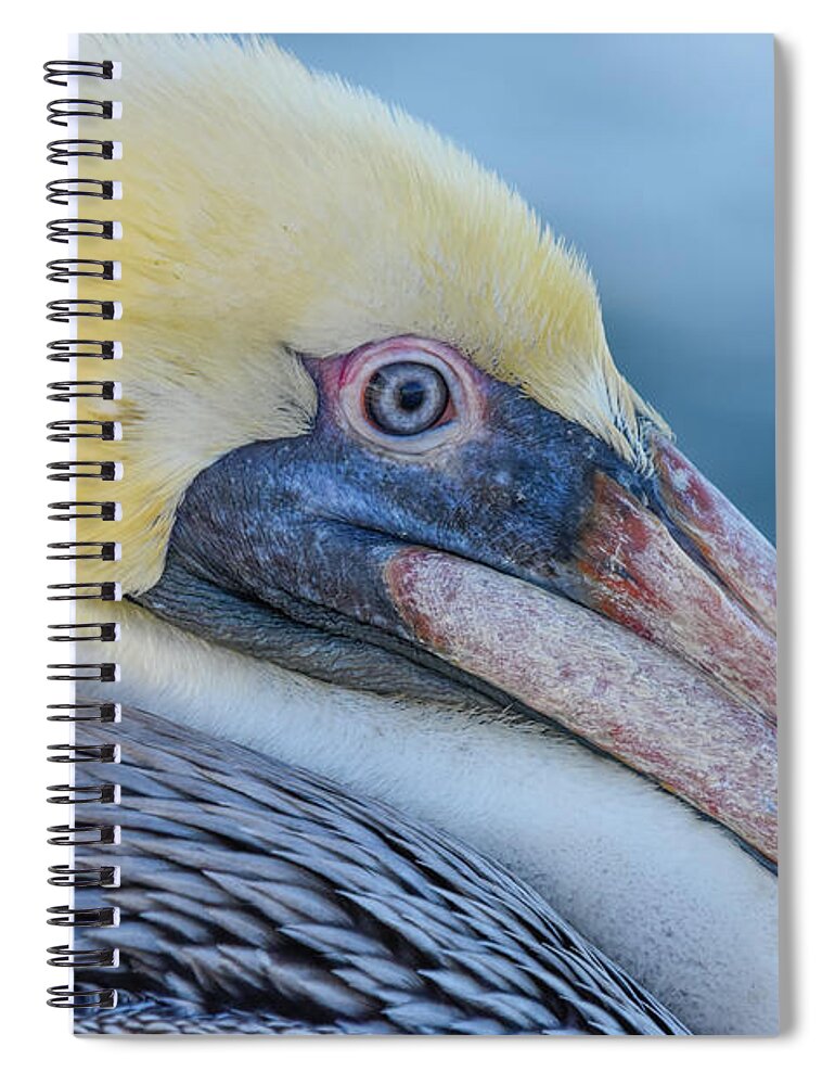 Pelican Spiral Notebook featuring the photograph Pelican Profile by Christopher Rice