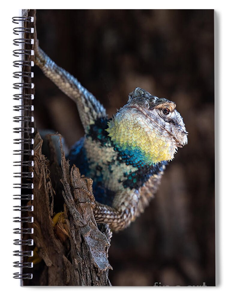 Desert Spiny Lizard Spiral Notebook featuring the photograph People Watching by Lisa Manifold