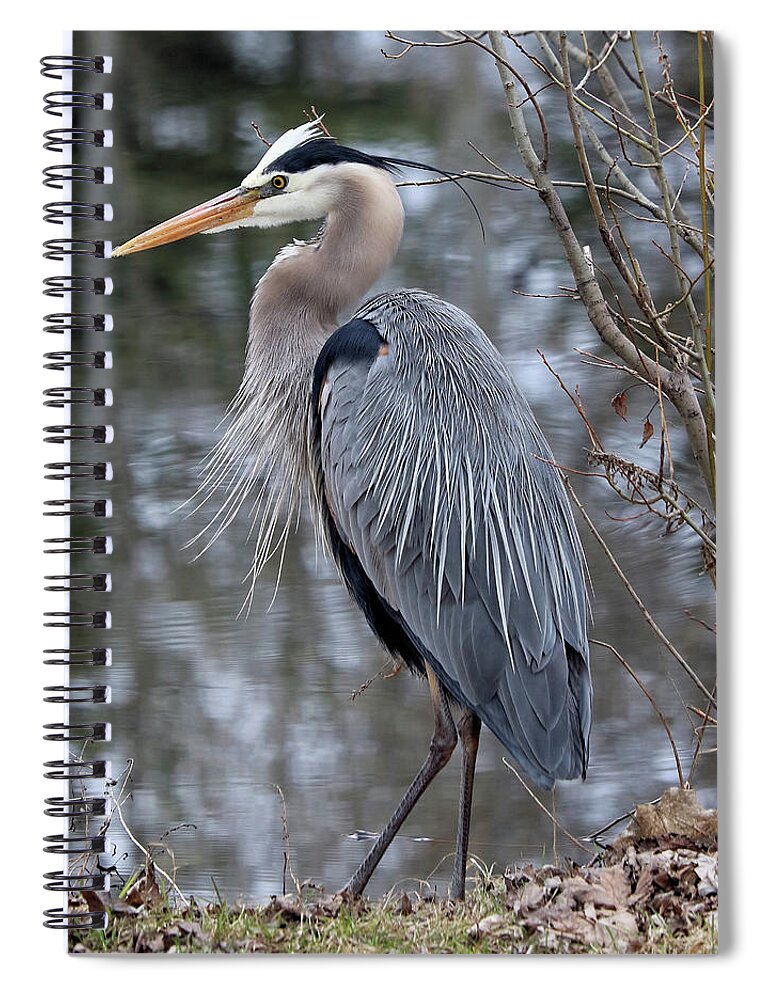 Great Blue Heron Spiral Notebook featuring the photograph Perfect Pose by Doris Potter