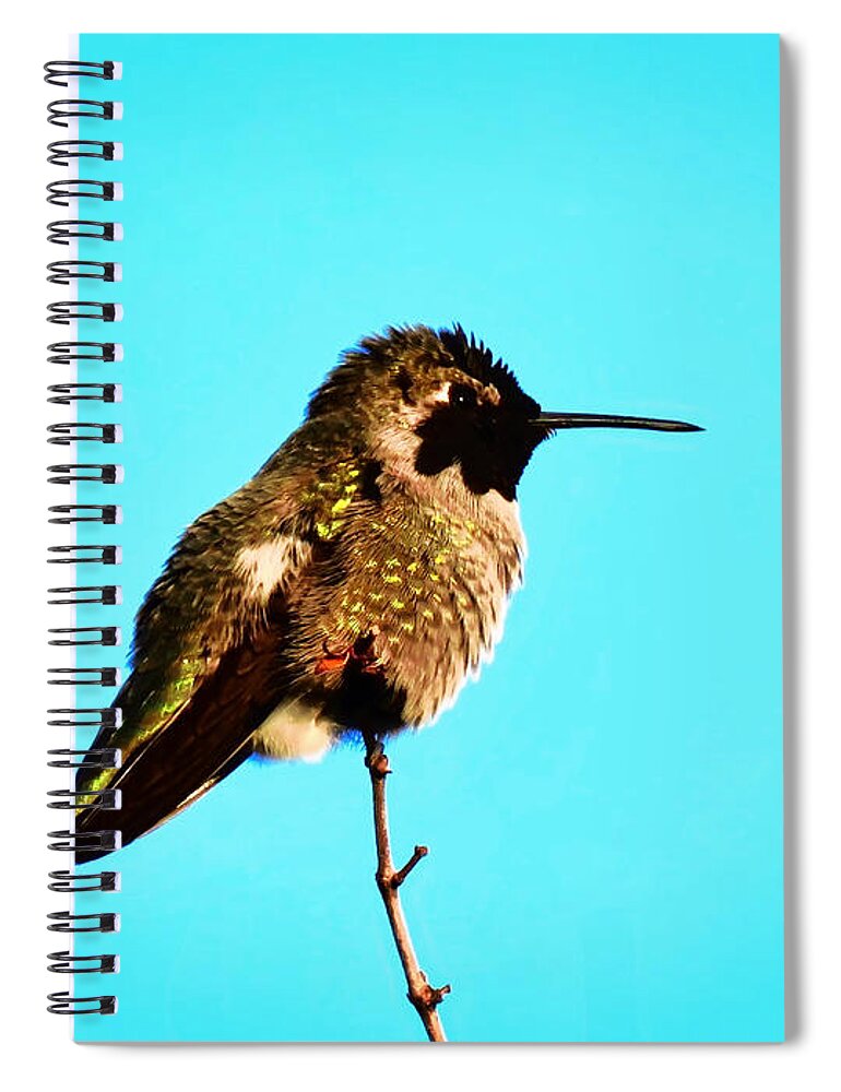 Calypte Costae Spiral Notebook featuring the photograph Perfect Posing by Judy Kennedy