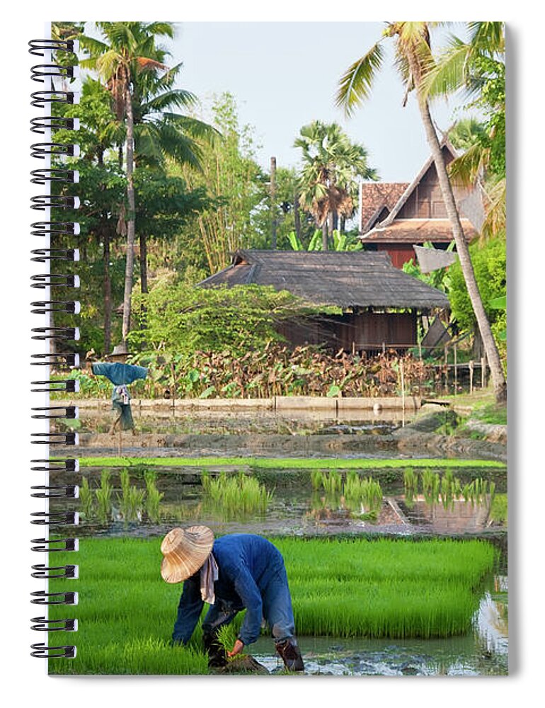Working Spiral Notebook featuring the photograph Person, Rice Paddies Near Chiang Mai by Peter Adams