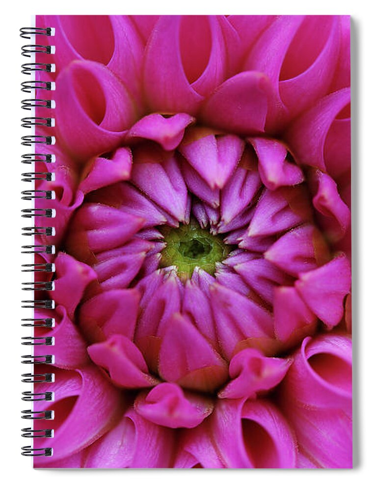 Petal Spiral Notebook featuring the photograph Petals Of Pink Dahlia by Achim Mittler, Frankfurt Am Main