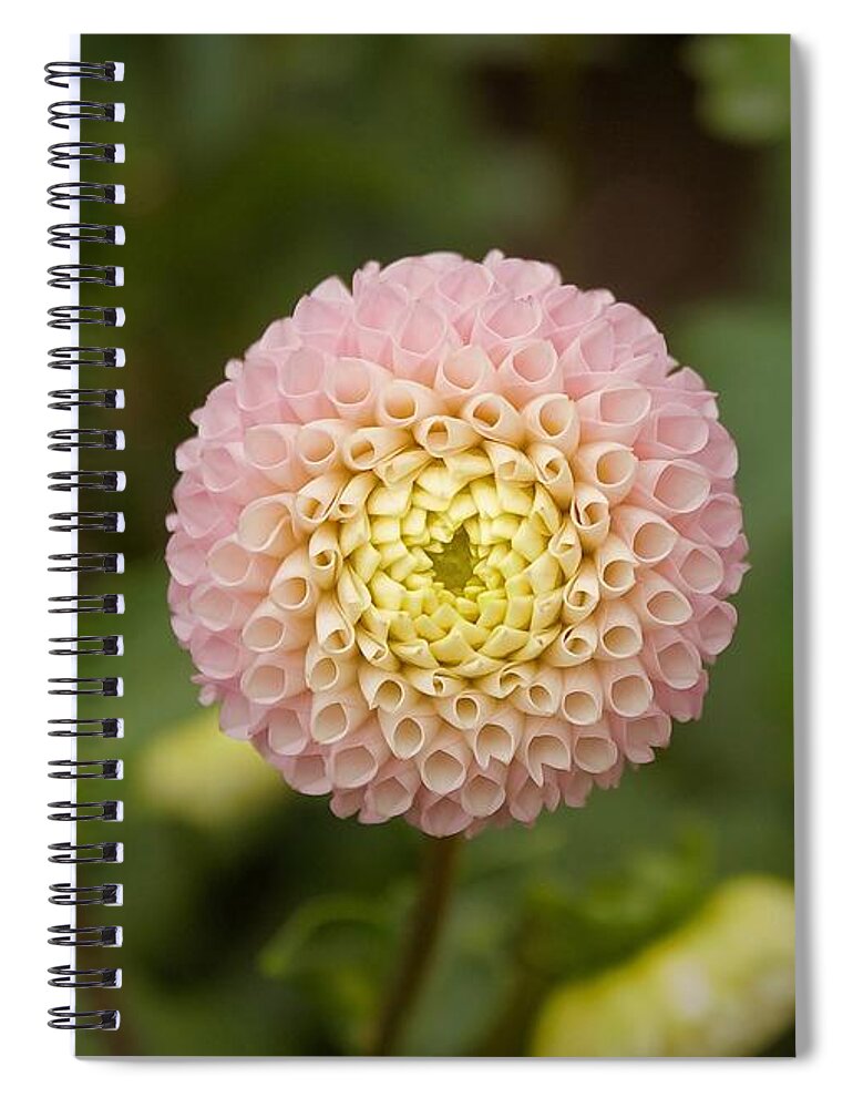 Dahlia Spiral Notebook featuring the photograph Petite Pink by Brian Eberly