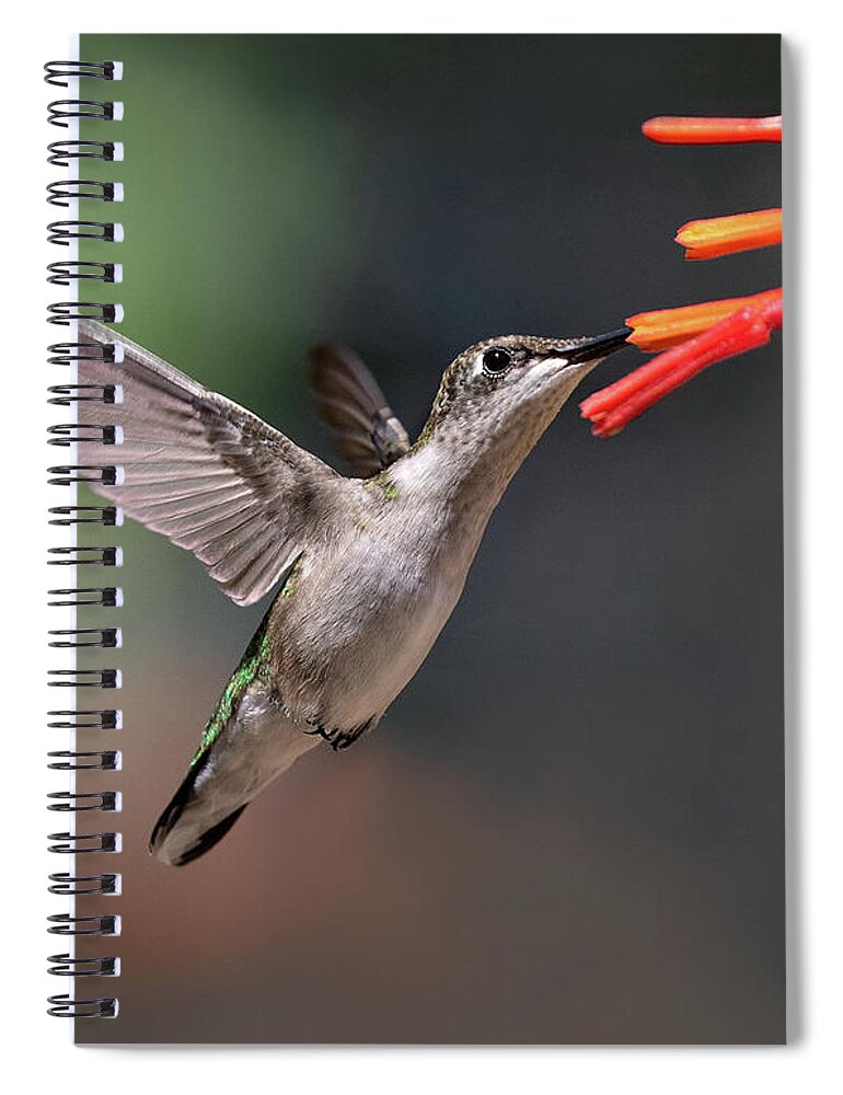 Bird Spiral Notebook featuring the photograph Petite Sampler by Art Cole