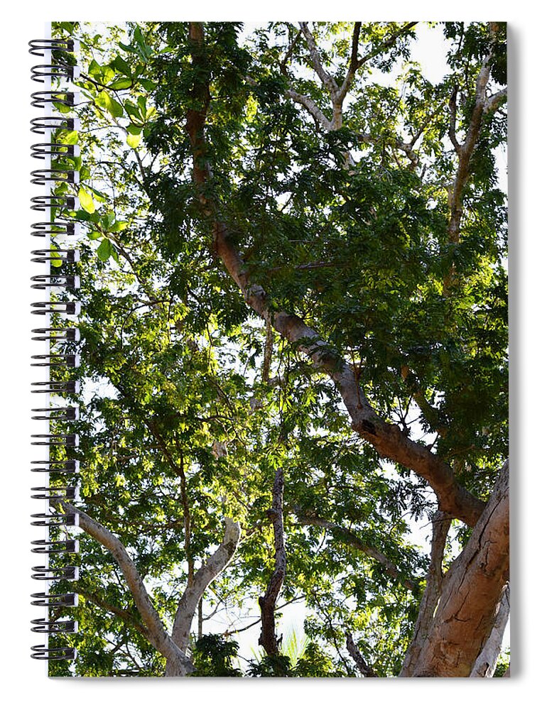 Tree Spiral Notebook featuring the photograph Photo 66 Tropical Trees by Lucie Dumas