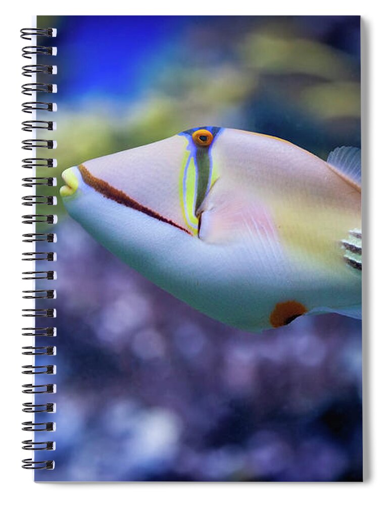 Underwater Spiral Notebook featuring the photograph Picasso Triggerfish by Reynold Mainse / Design Pics