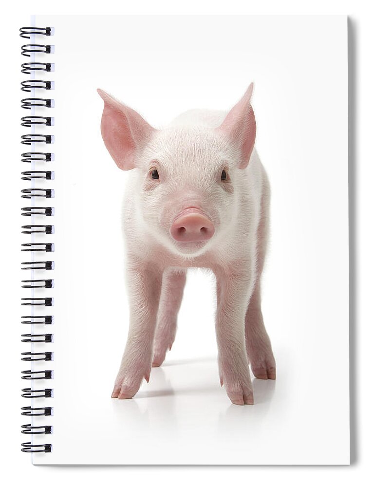 Pig Spiral Notebook featuring the photograph Pig Standing, Front View, White by Digital Zoo