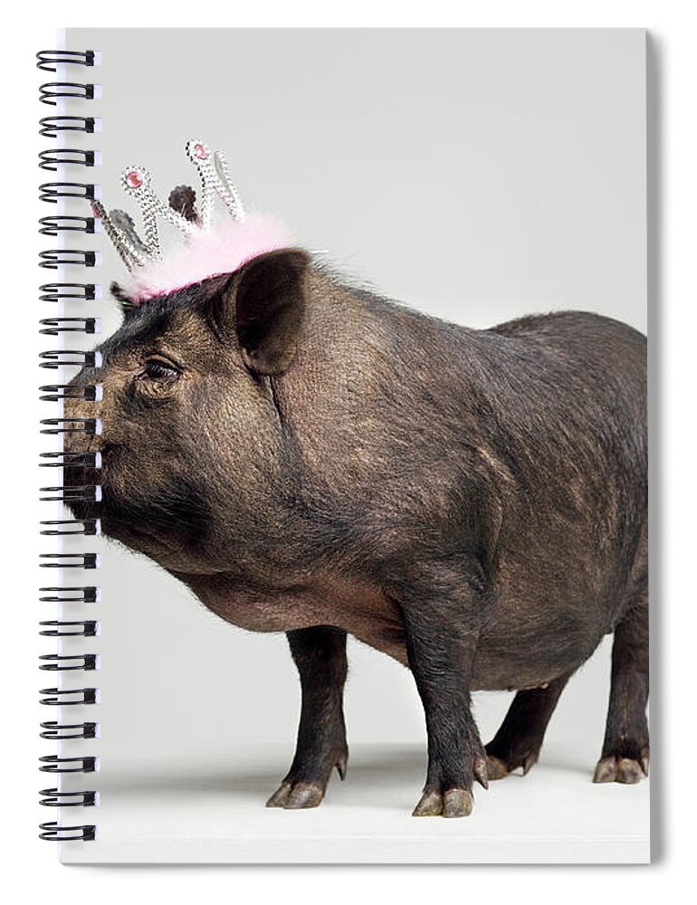 Crown Spiral Notebook featuring the photograph Pig With Toy Crown On Head, Studio Shot by Roger Wright