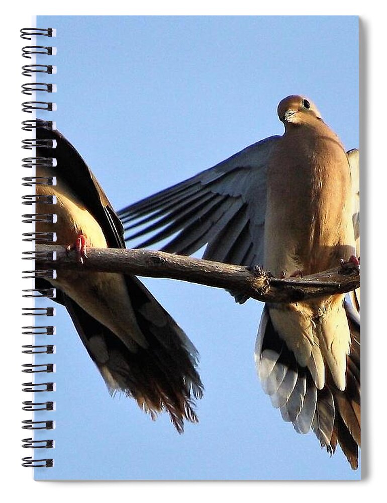 #birds #nature #animals Spiral Notebook featuring the photograph Pigeons by Nata S