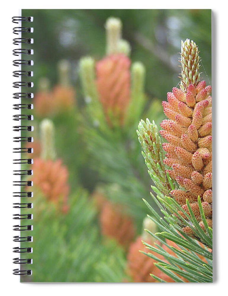 Pine Spiral Notebook featuring the photograph Pine Flowers by Rich Collins