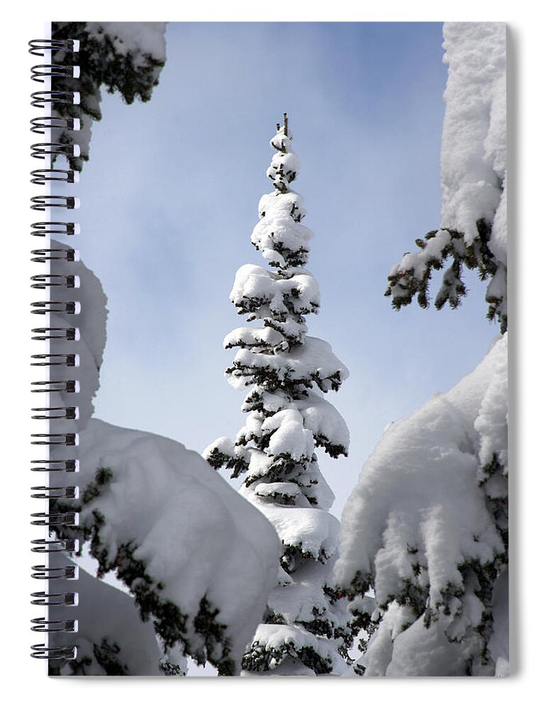 Snow Spiral Notebook featuring the photograph Pine Framed in Powder by Brett Pelletier