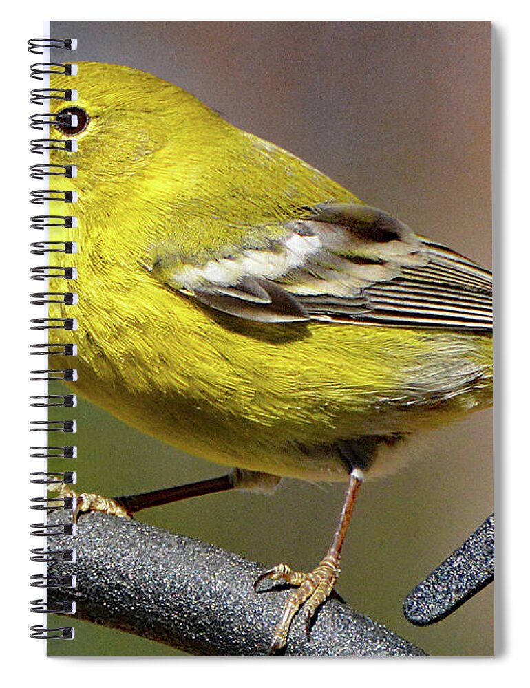 Pine Warbler Spiral Notebook featuring the photograph Pine Warbler by Jerry Griffin
