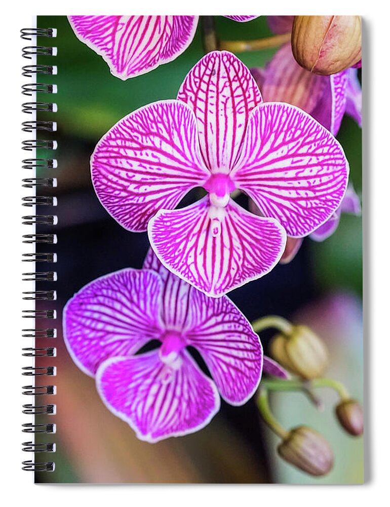 Orchids Spiral Notebook featuring the photograph Pink and White Orchids by Rebekah Zivicki
