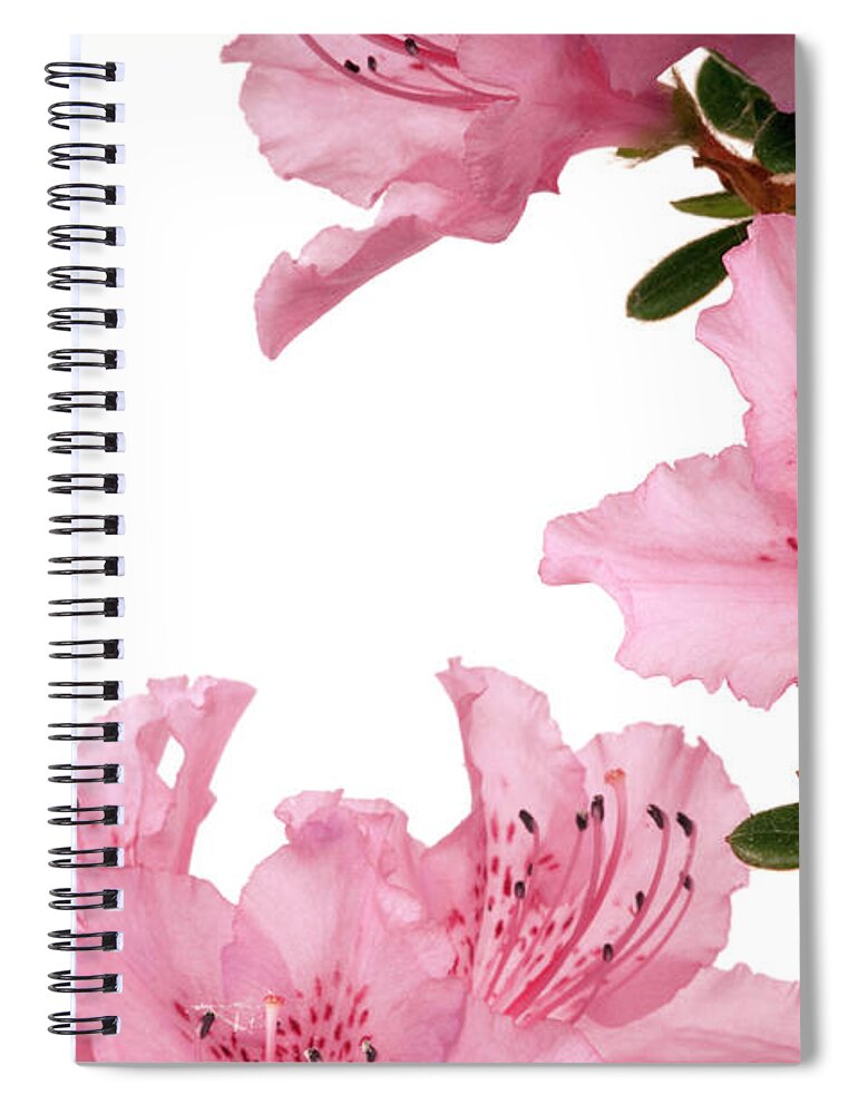 White Background Spiral Notebook featuring the photograph Pink Azalea On White Backgrounds by Fesoj