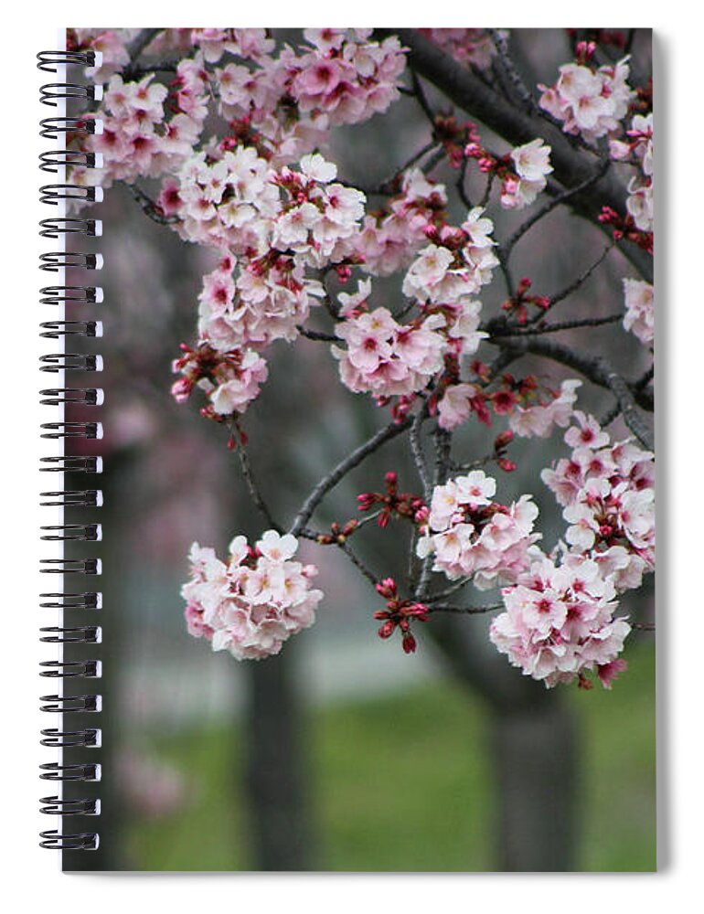 Misty Spiral Notebook featuring the photograph Pink Blossoms in Foreground at Reagan Library 2 by Colleen Cornelius