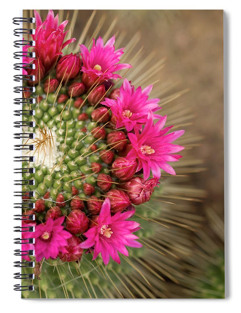 Bud Spiral Notebook featuring the photograph Pink Cactus Flower In Full Bloom by Zepperwing