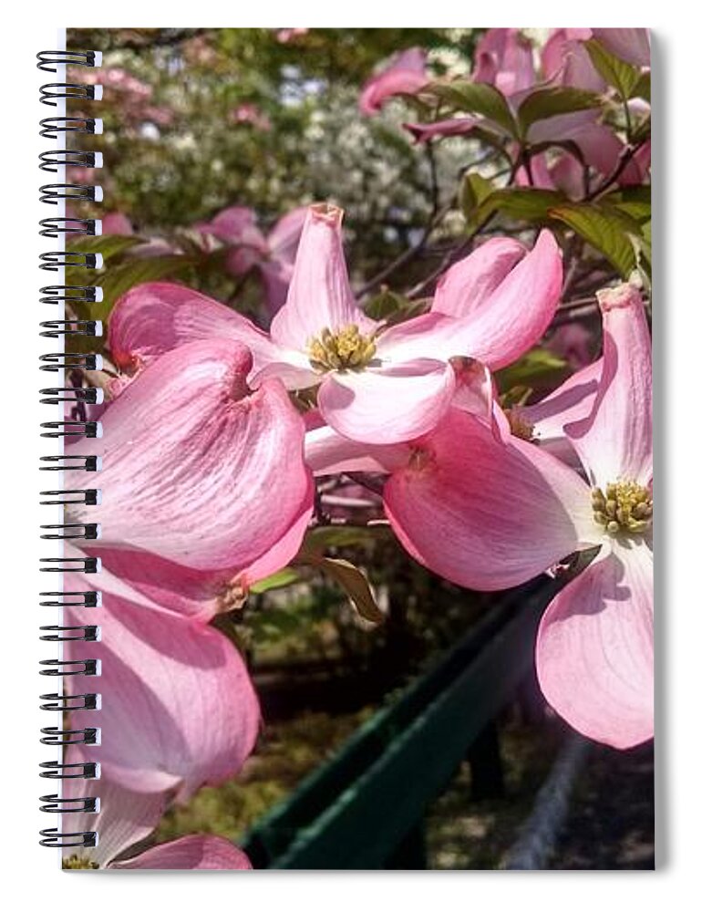 Bloom Spiral Notebook featuring the photograph Pink Dogwood Blooms by Christopher Lotito
