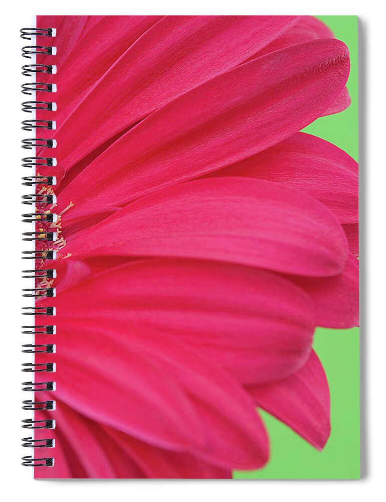 Petal Spiral Notebook featuring the photograph Pink Gerbera by Kim Haddon Photography