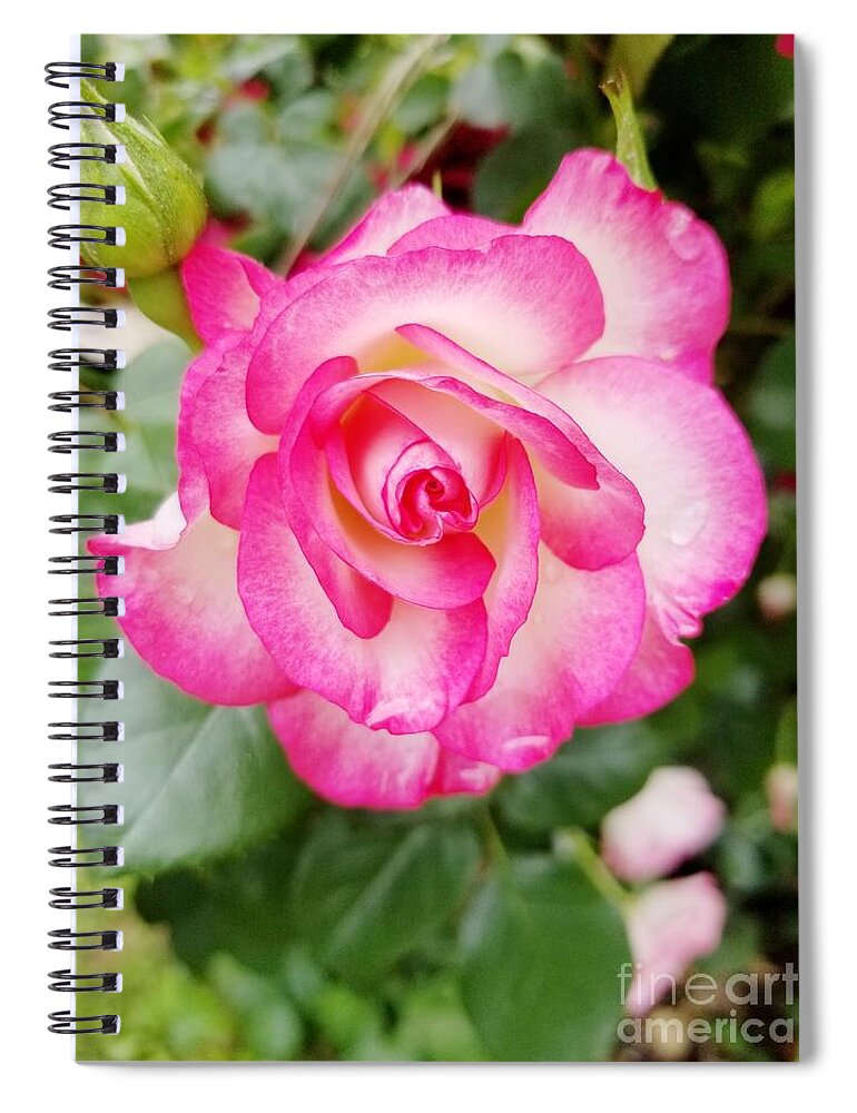 Pink Spiral Notebook featuring the photograph Pink Halo Rose by Rachel Hannah
