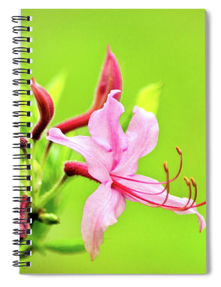Honeysuckle Spiral Notebook featuring the photograph Pink Honeysuckle Flowers by Christina Rollo