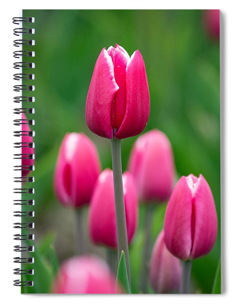 Pink Spiral Notebook featuring the photograph Pink by Linda Bonaccorsi