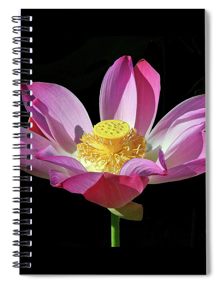Nature Spiral Notebook featuring the photograph Pink Lotus Flower by Mariarosa Rockefeller
