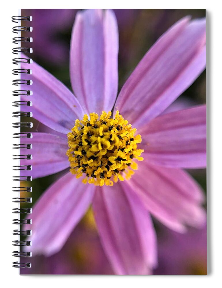 Psis Roses Spiral Notebook featuring the photograph Pink Tickseed Blossom by Jori Reijonen