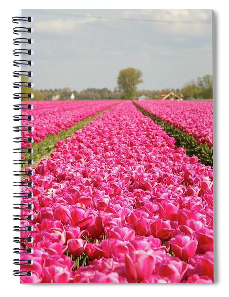 Netherlands Spiral Notebook featuring the photograph Pink Tulips by By Johan Krijgsman, The Netherlands