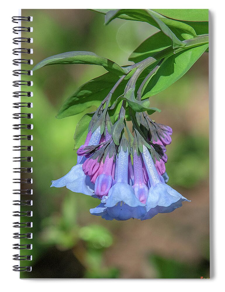 Borage Family Spiral Notebook featuring the photograph Pink Virginia Bluebells or Virginia Cowslip DFL0963 by Gerry Gantt